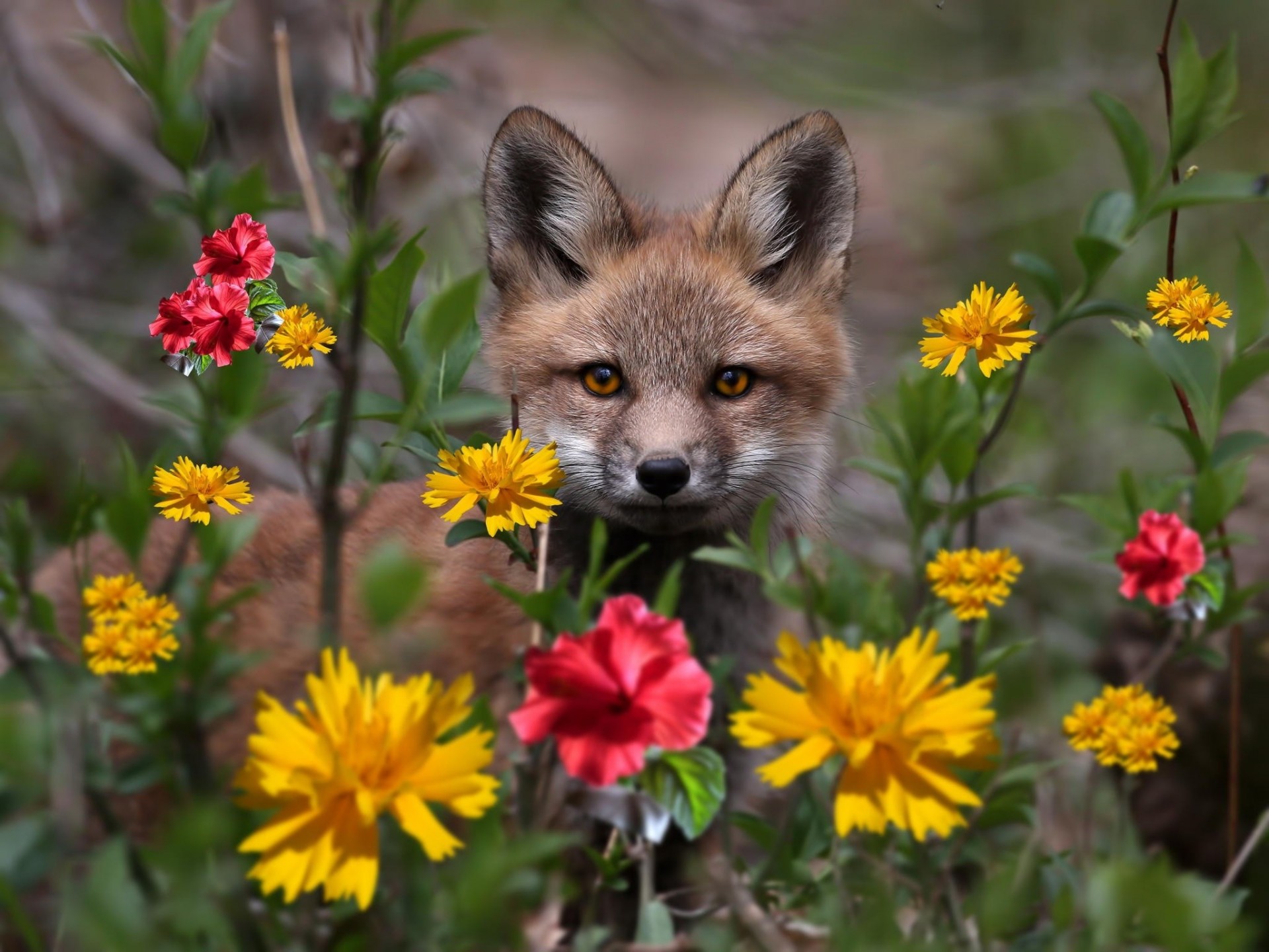 flower fox views nature