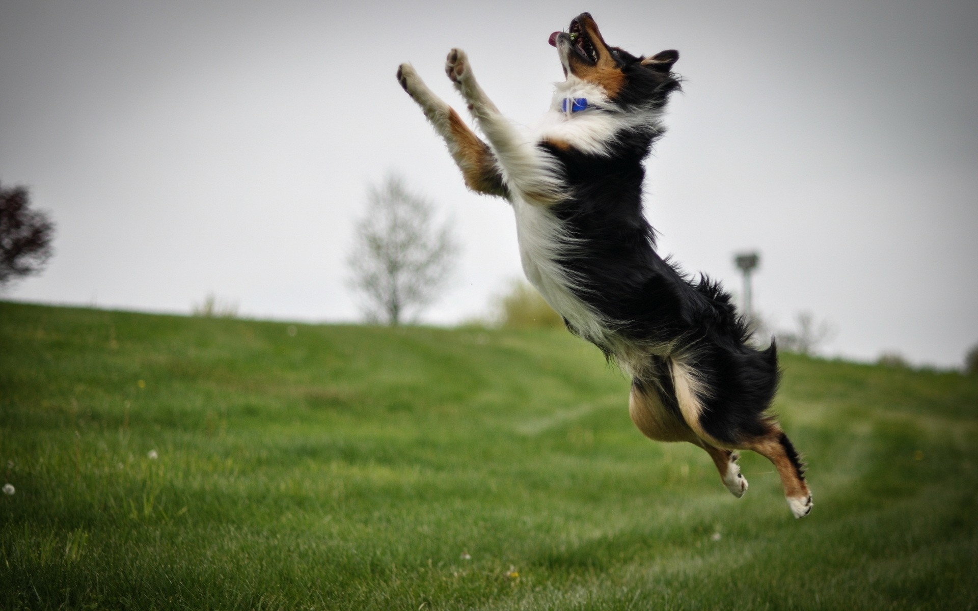 background jump dog