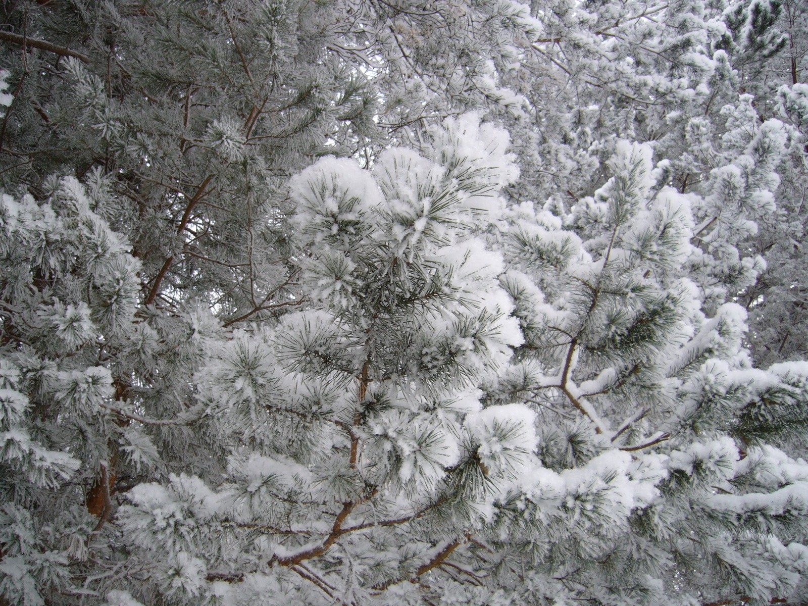 natura alberi di natale foresta neve gelo inverno