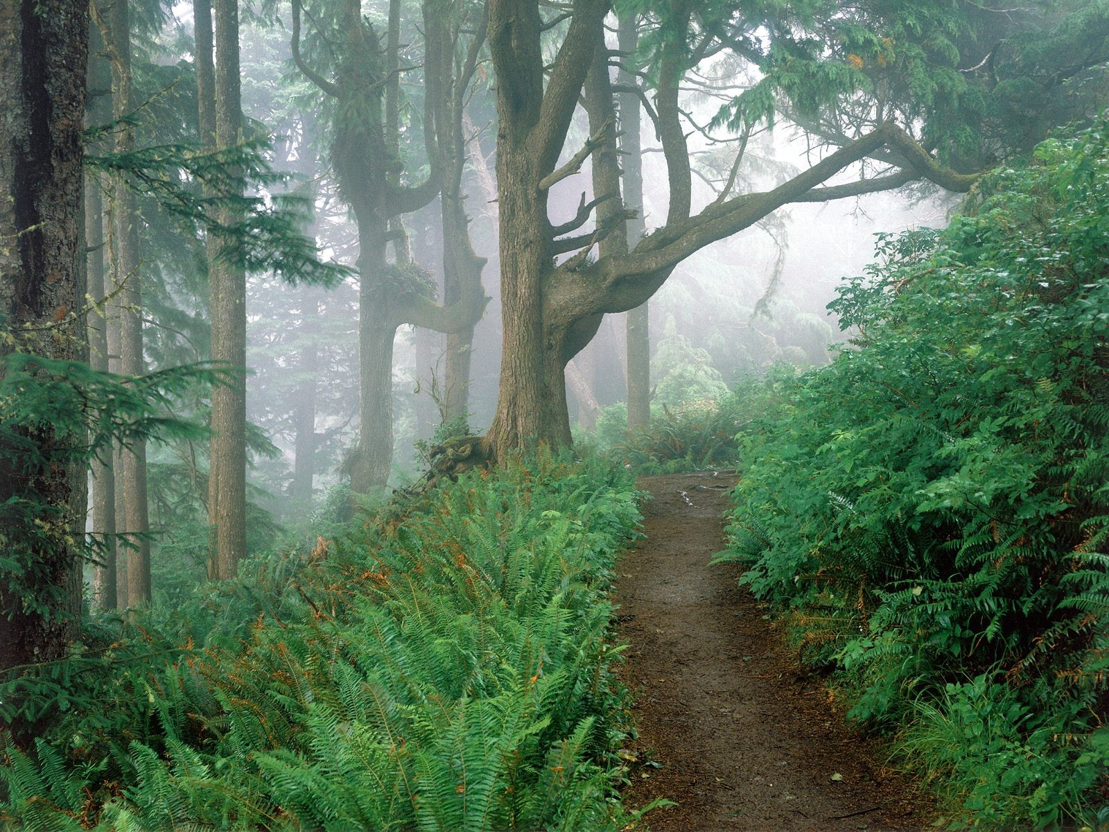 forêt sentier fougère brouillard