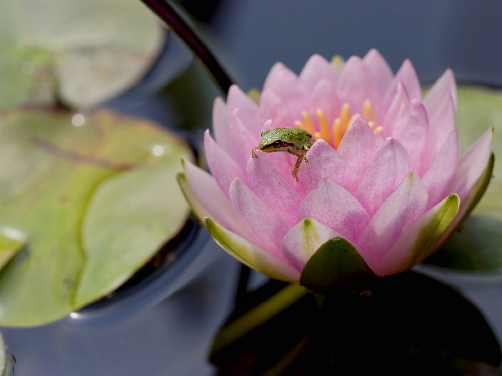 seerose nymphe blume frosch makro