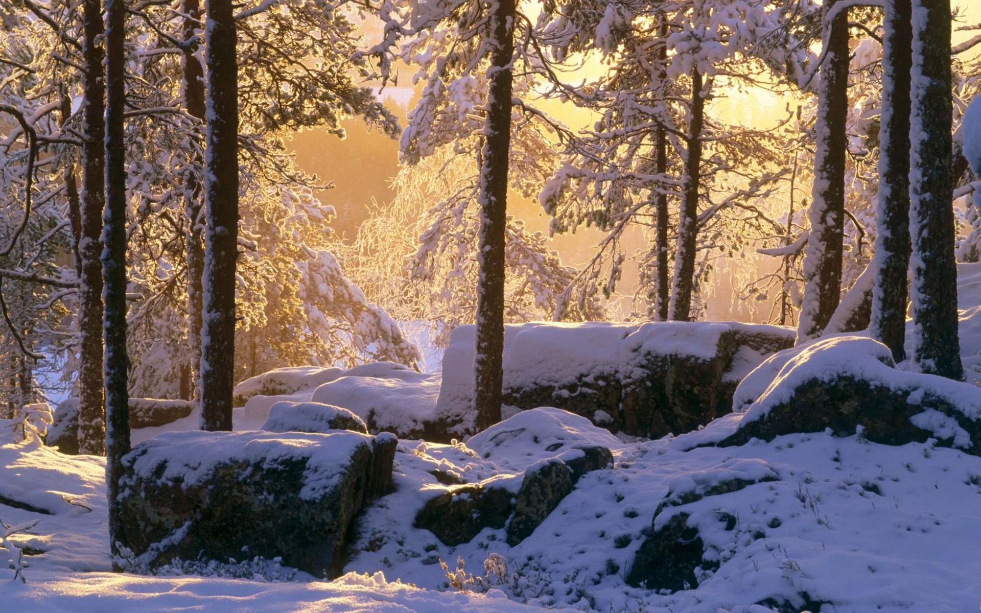 winter schnee wald licht steine