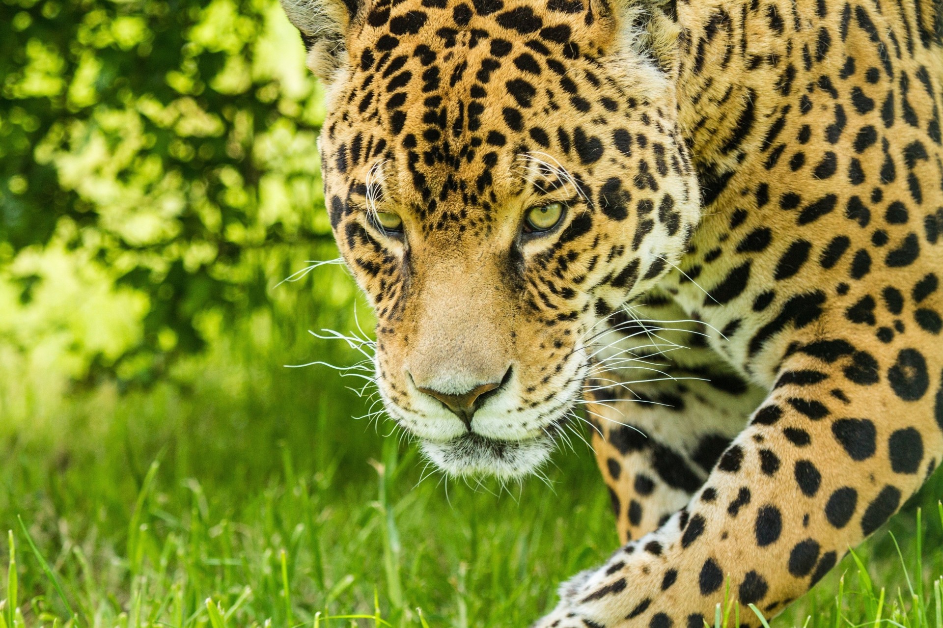 wild cat jaguar teeth