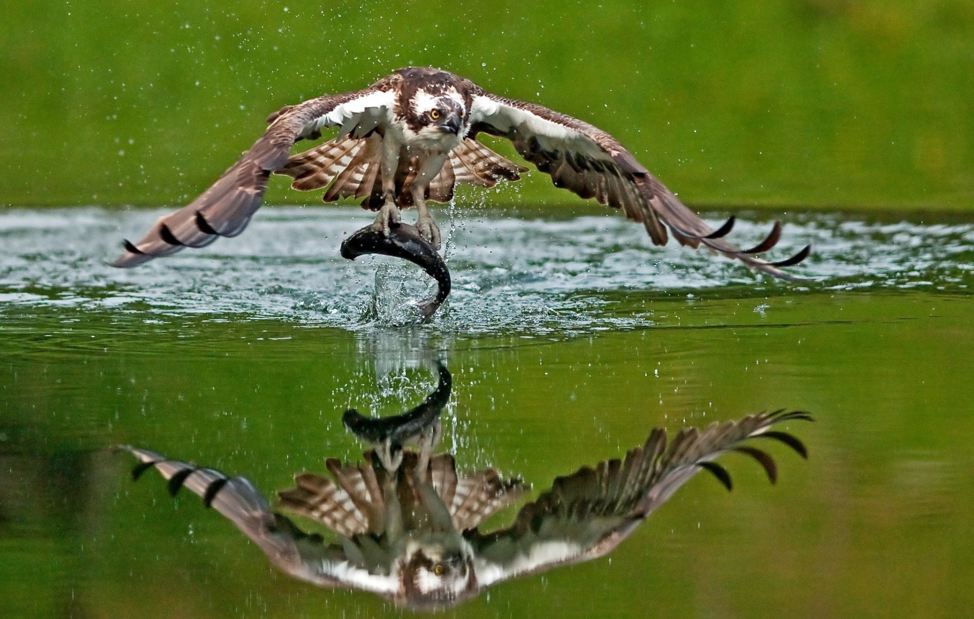 uccelli cattura acqua riflessione pesce falco pescatore preda