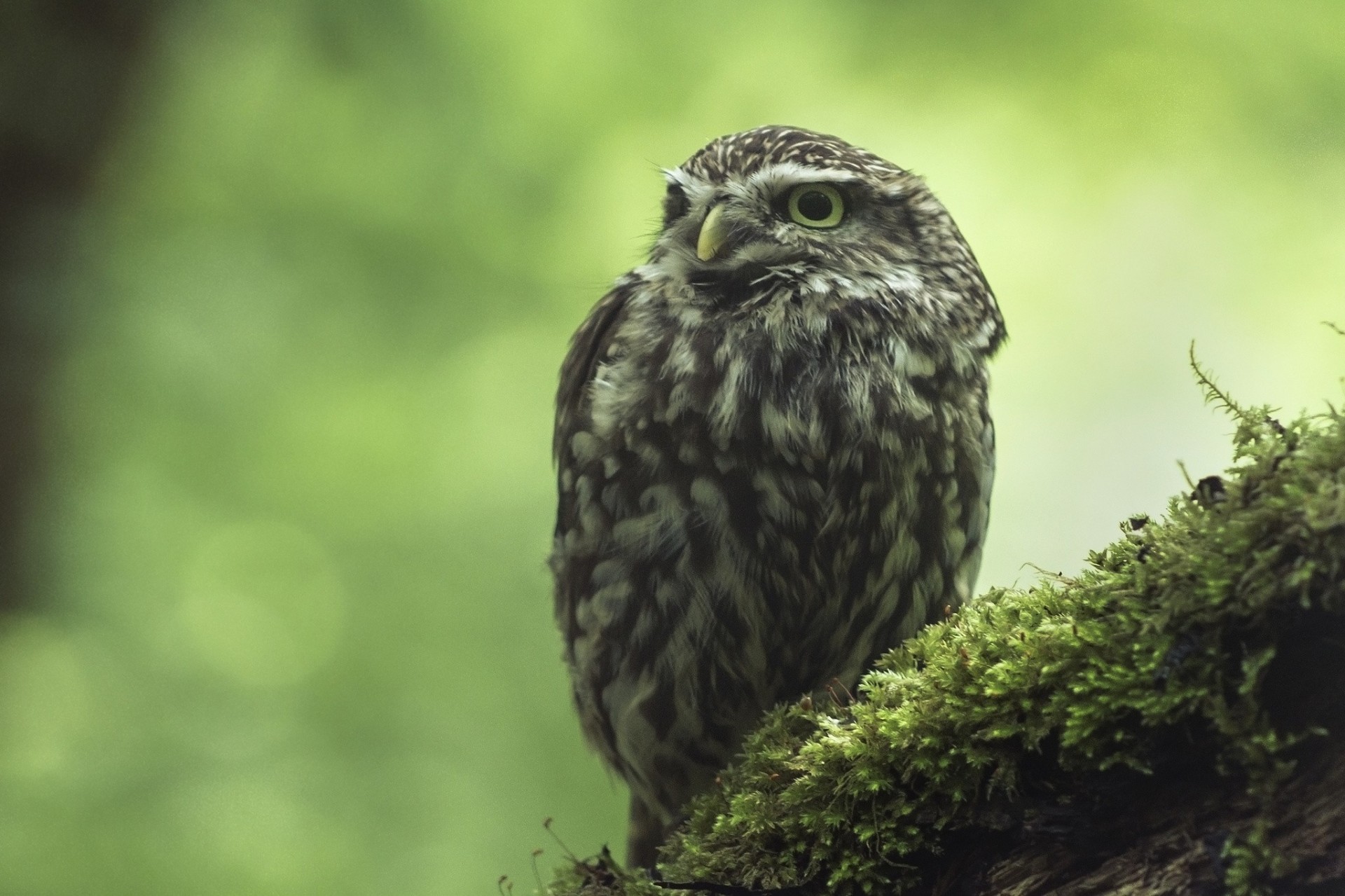 mousse hibou hibou