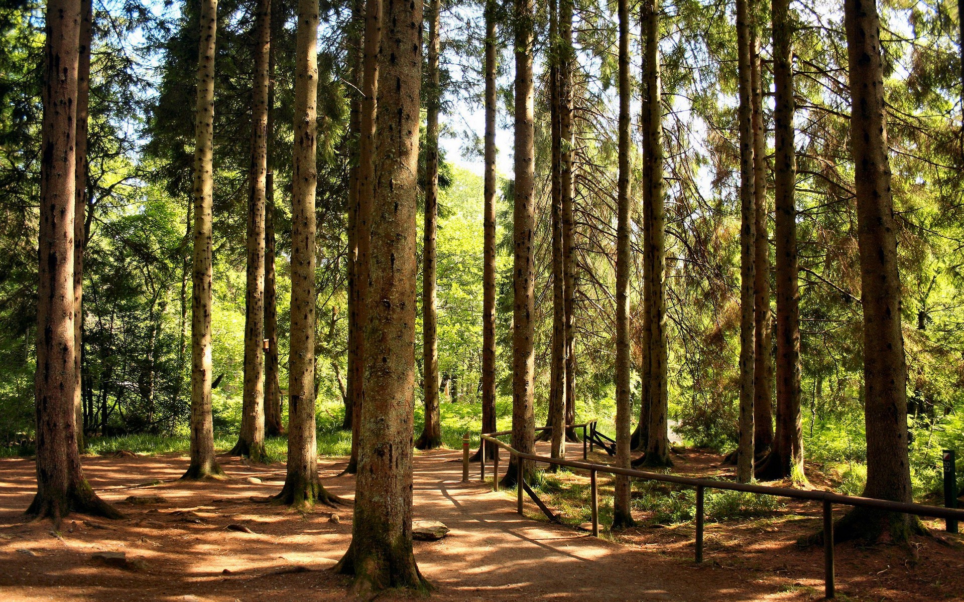 forest pine trail