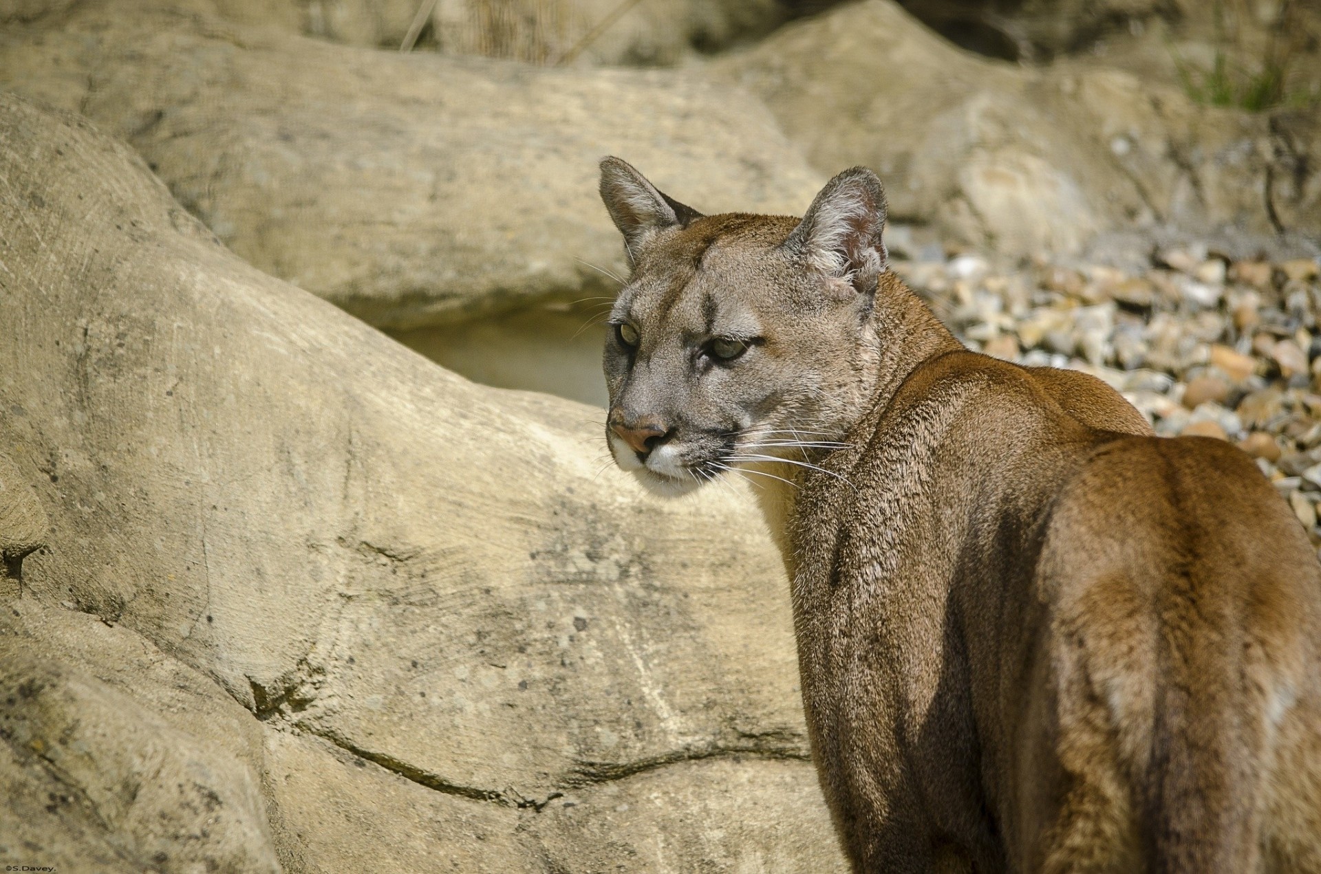 gatto selvatico puma leone di montagna