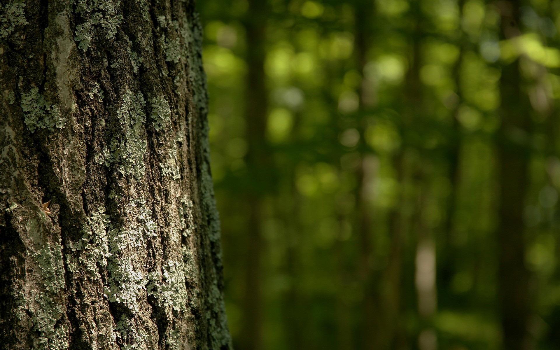 wald sommer baum rinde