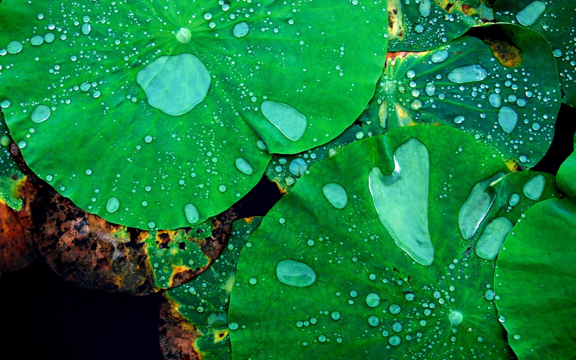 hoja gotas agua