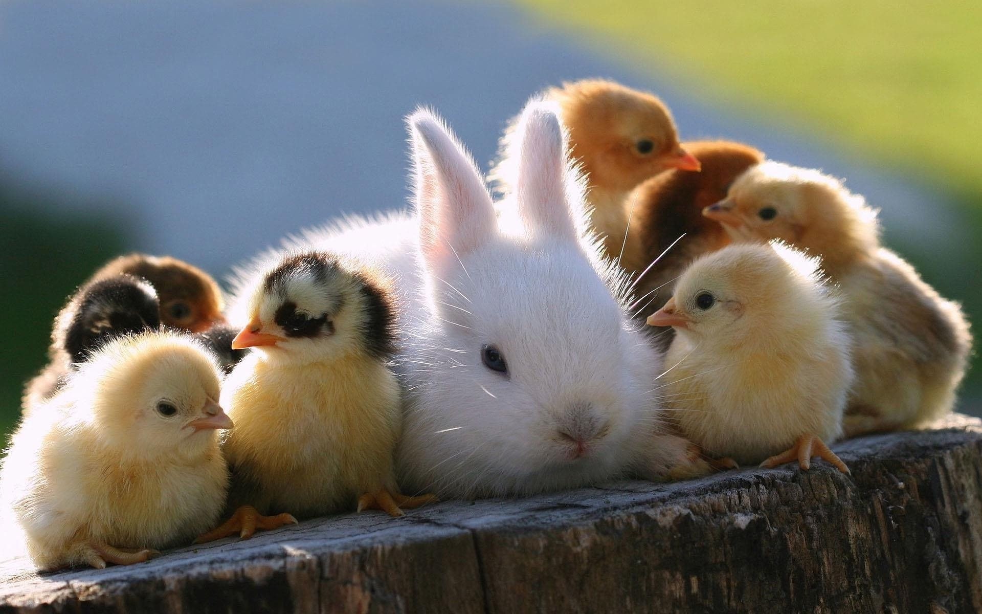 poulets animaux lièvre animaux domestiques