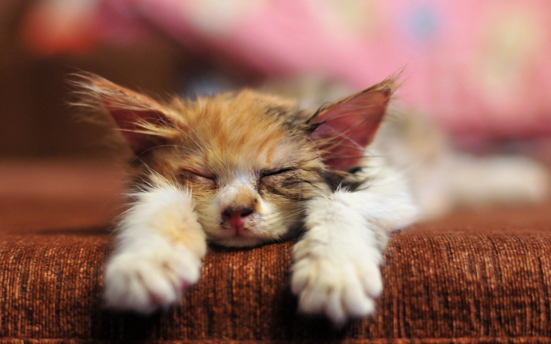 Красивый котенок во сне. Спящие котята. Сонный кот. Спящий котенок. Котенок проснулся.
