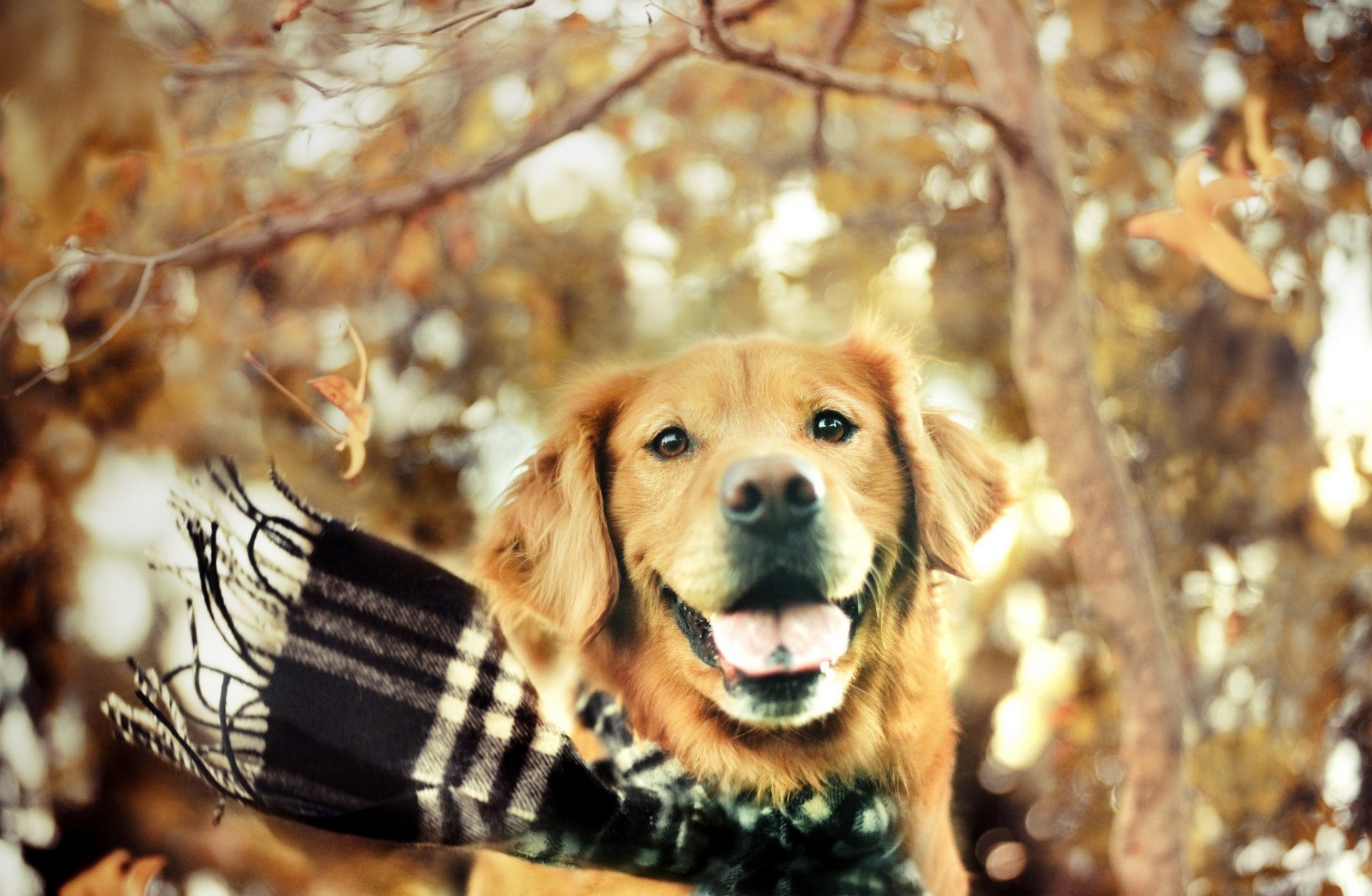 autunno cane sciarpa golden retriever