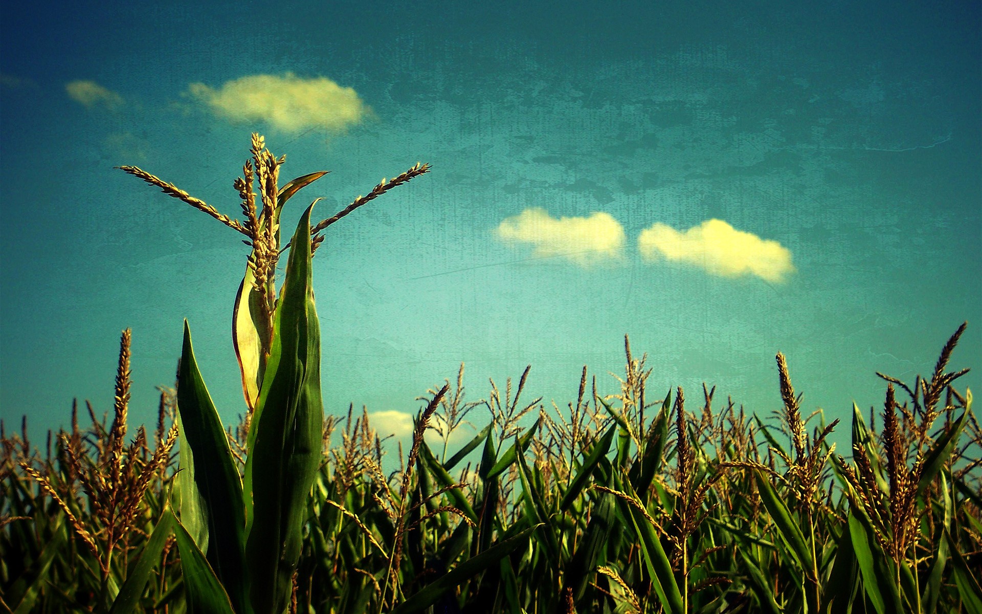 champ céréales ciel