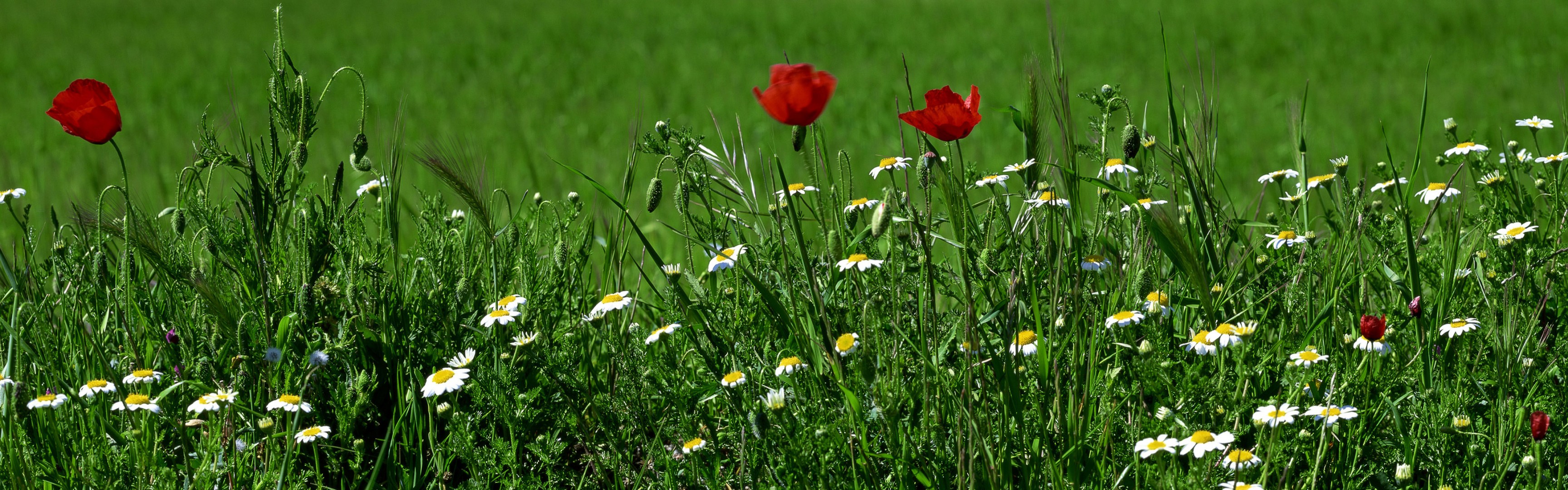 flores hierba vegetación margaritas amapolas