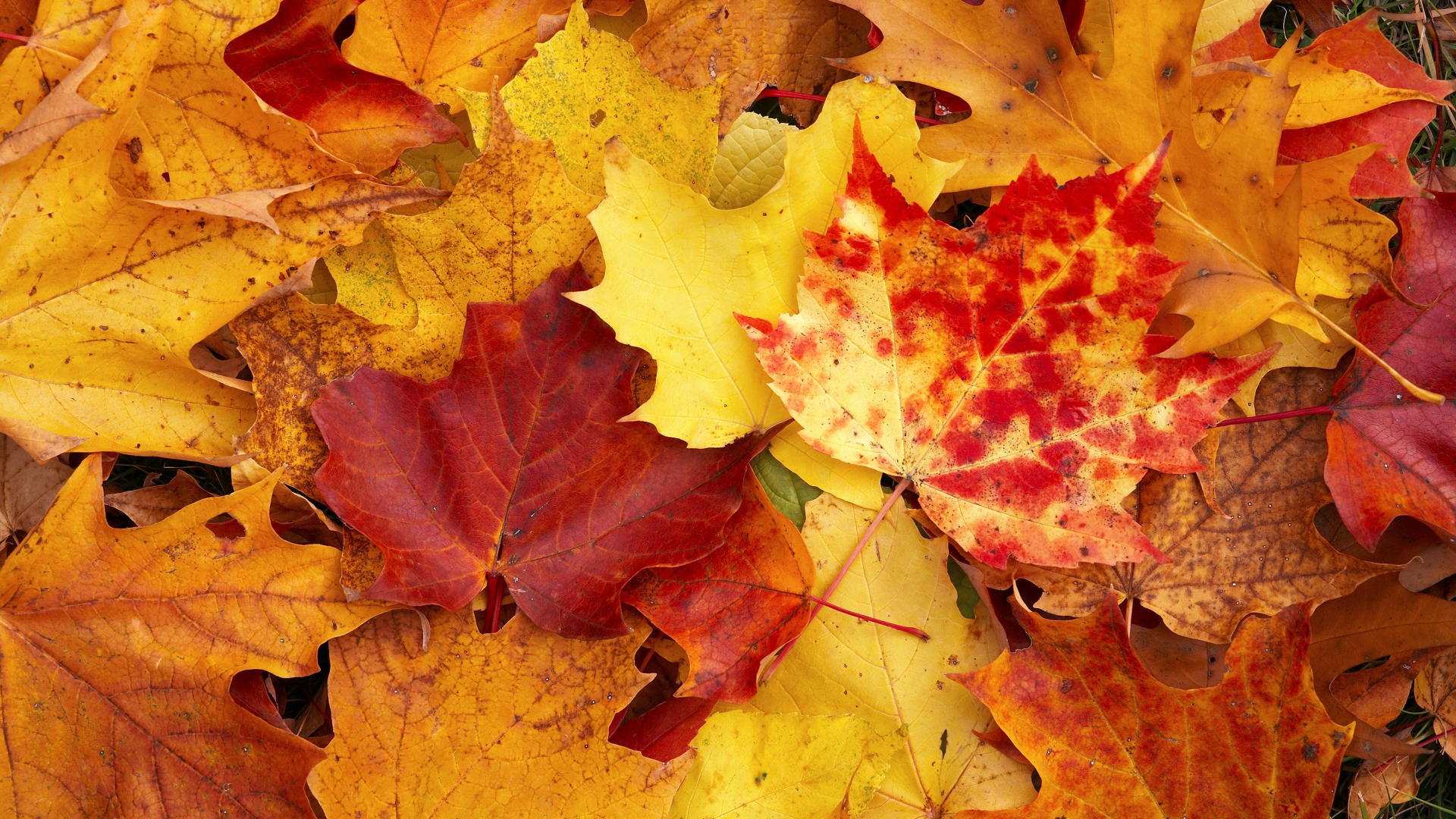 autunno fogli giallo