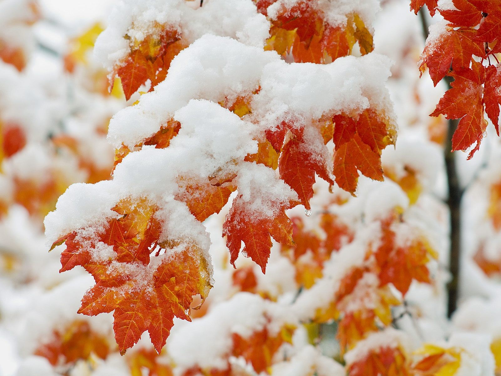 schnee blätter ahorn baum frost