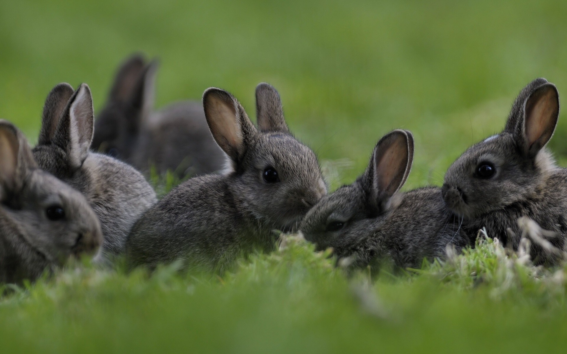 kaninchen gras kinder