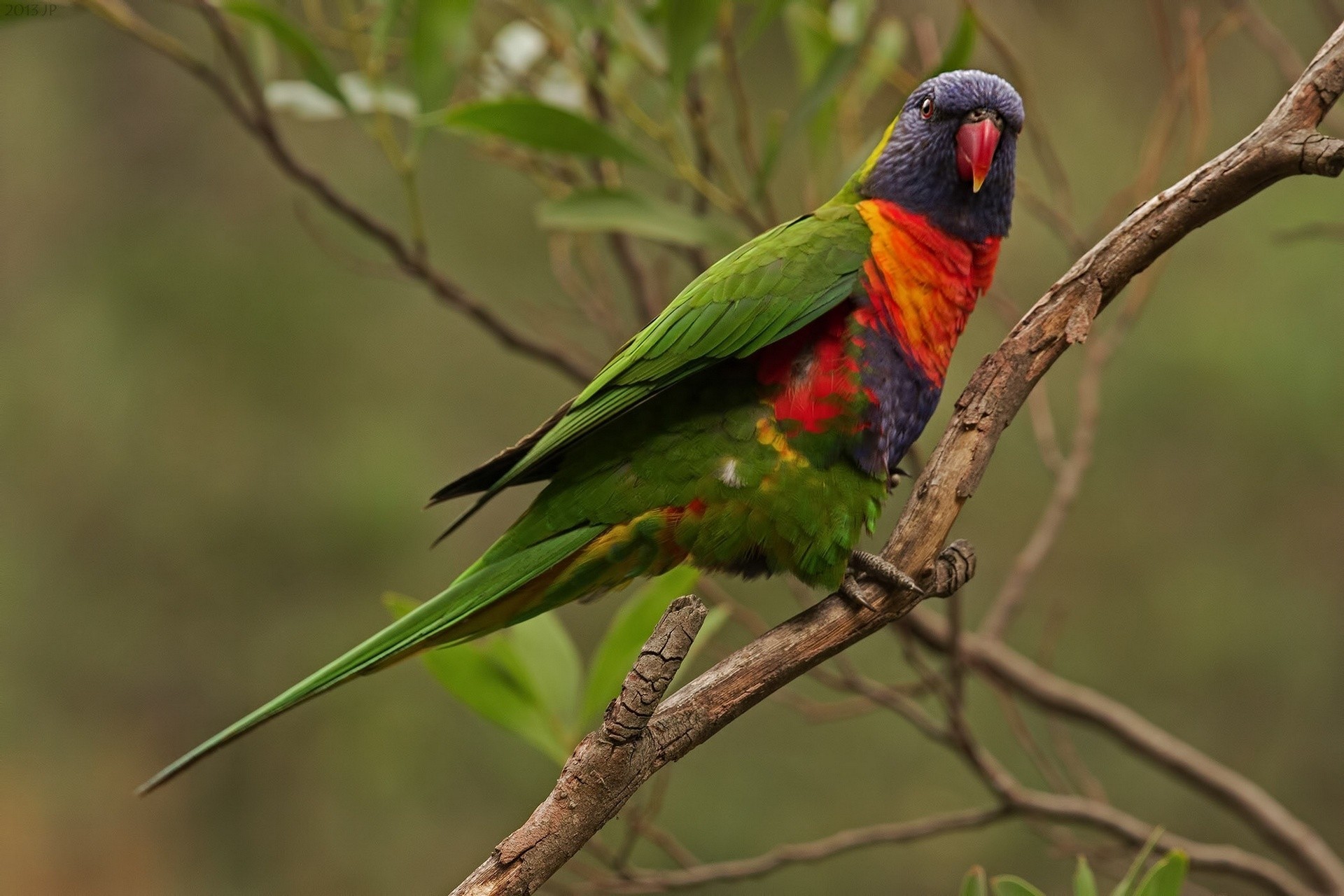 wielokolorowy lorikeet papuga gałąź