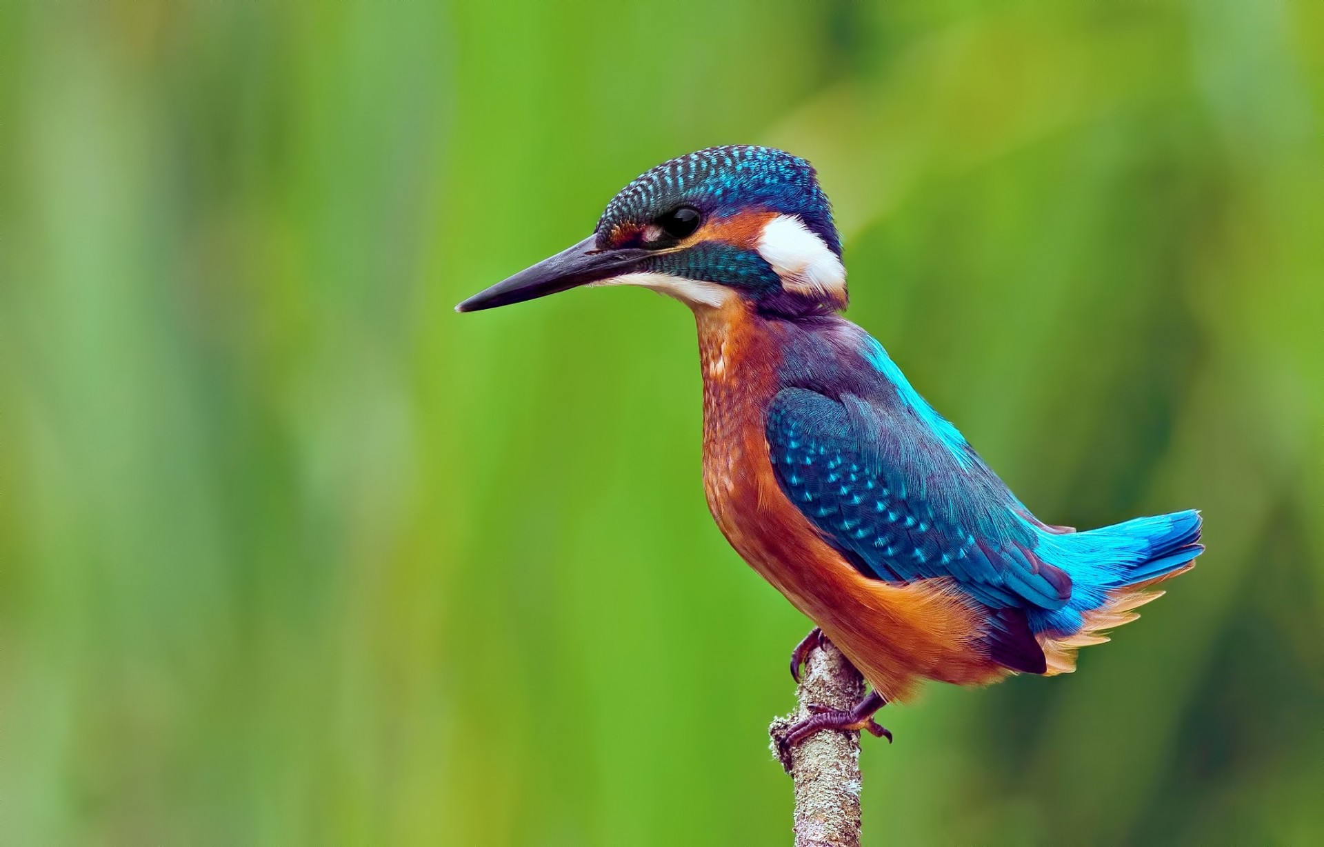 alcedo atthis oiseaux fond martin-pêcheur commun branche martin-pêcheur