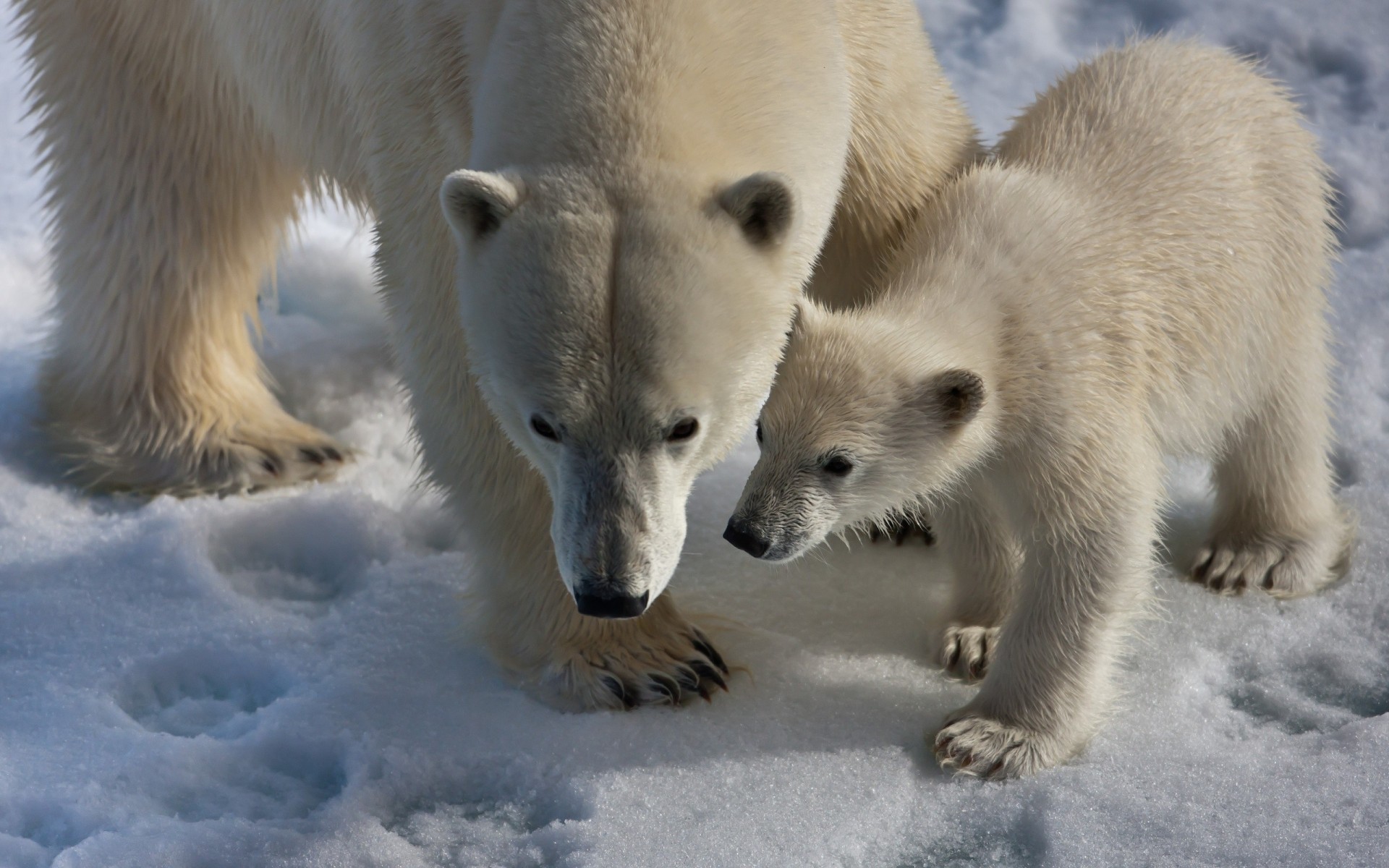 młode śnieg spacer niedźwiedzie polarne