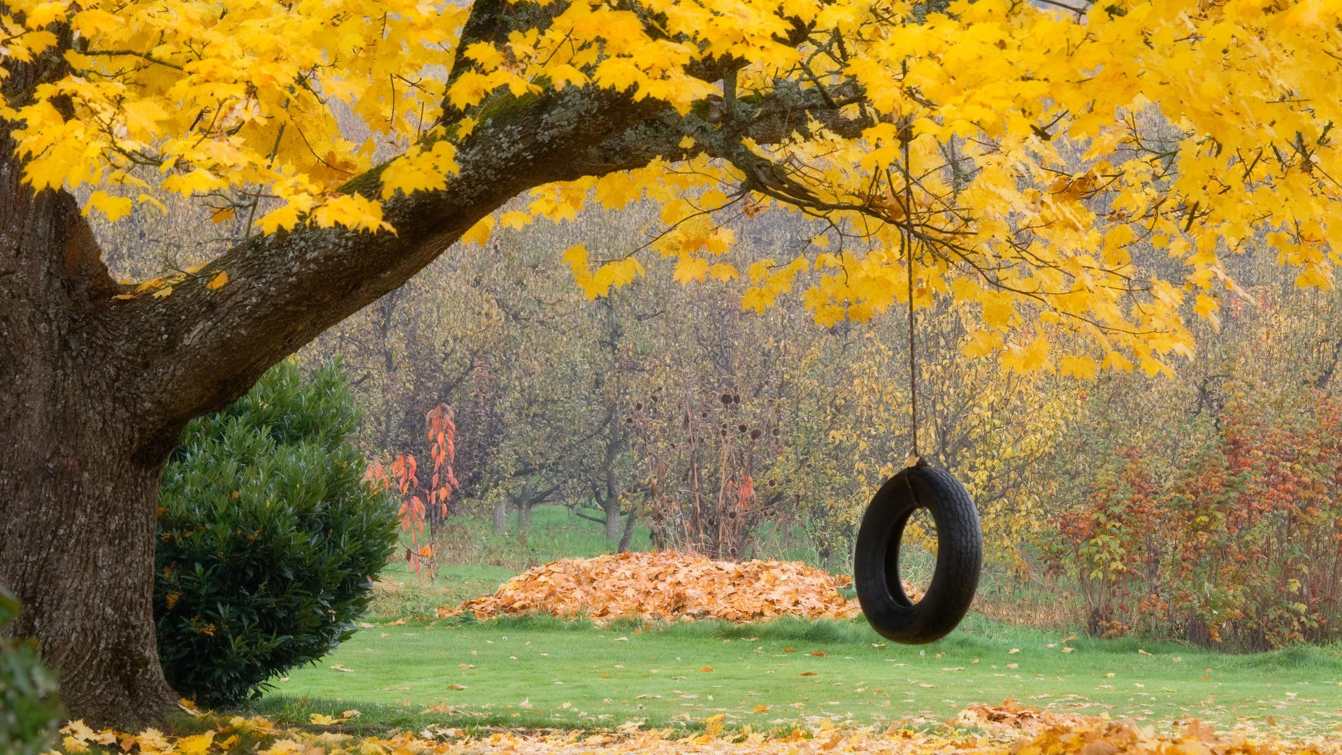 automne roue feuilles