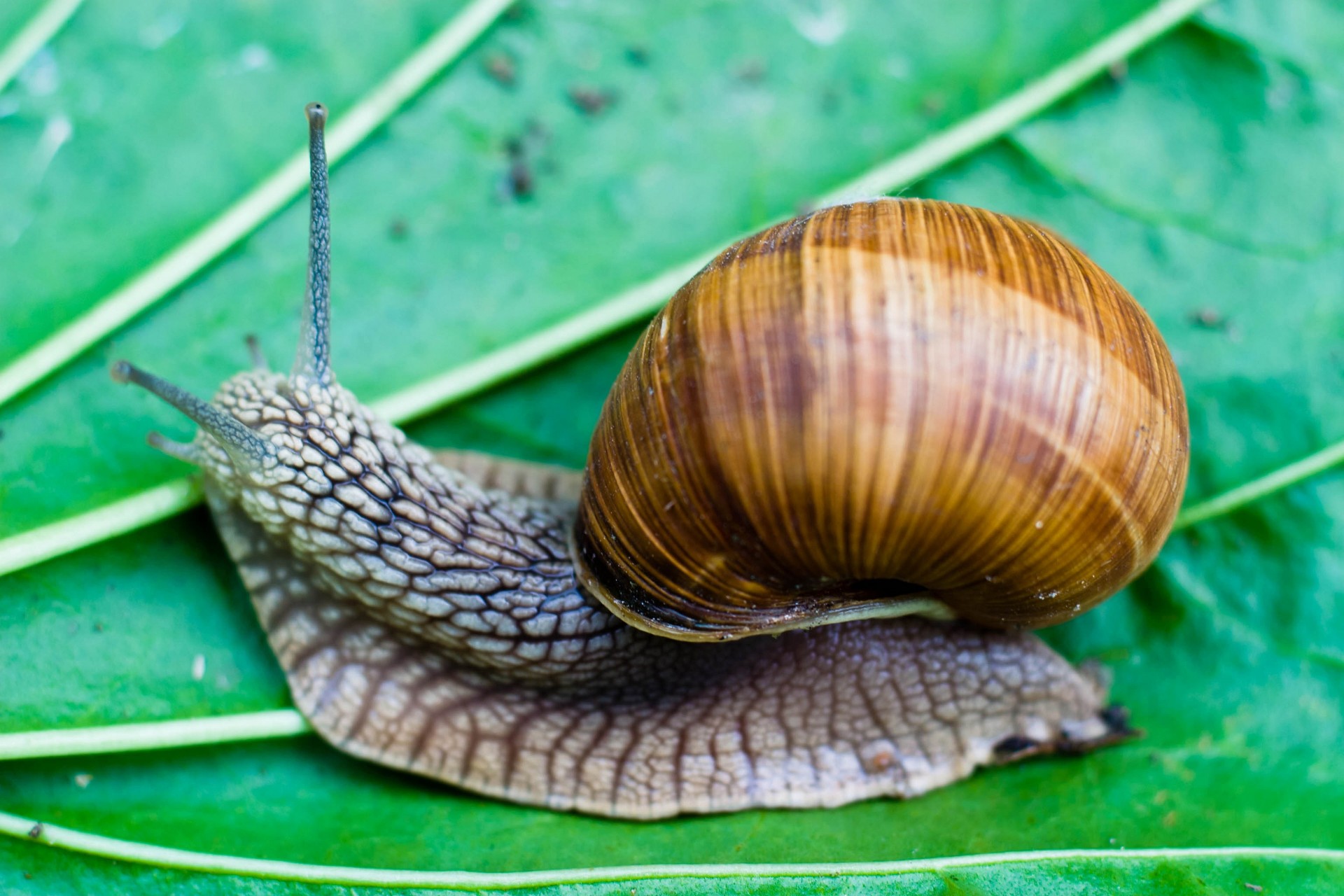 raisin feuille escargot