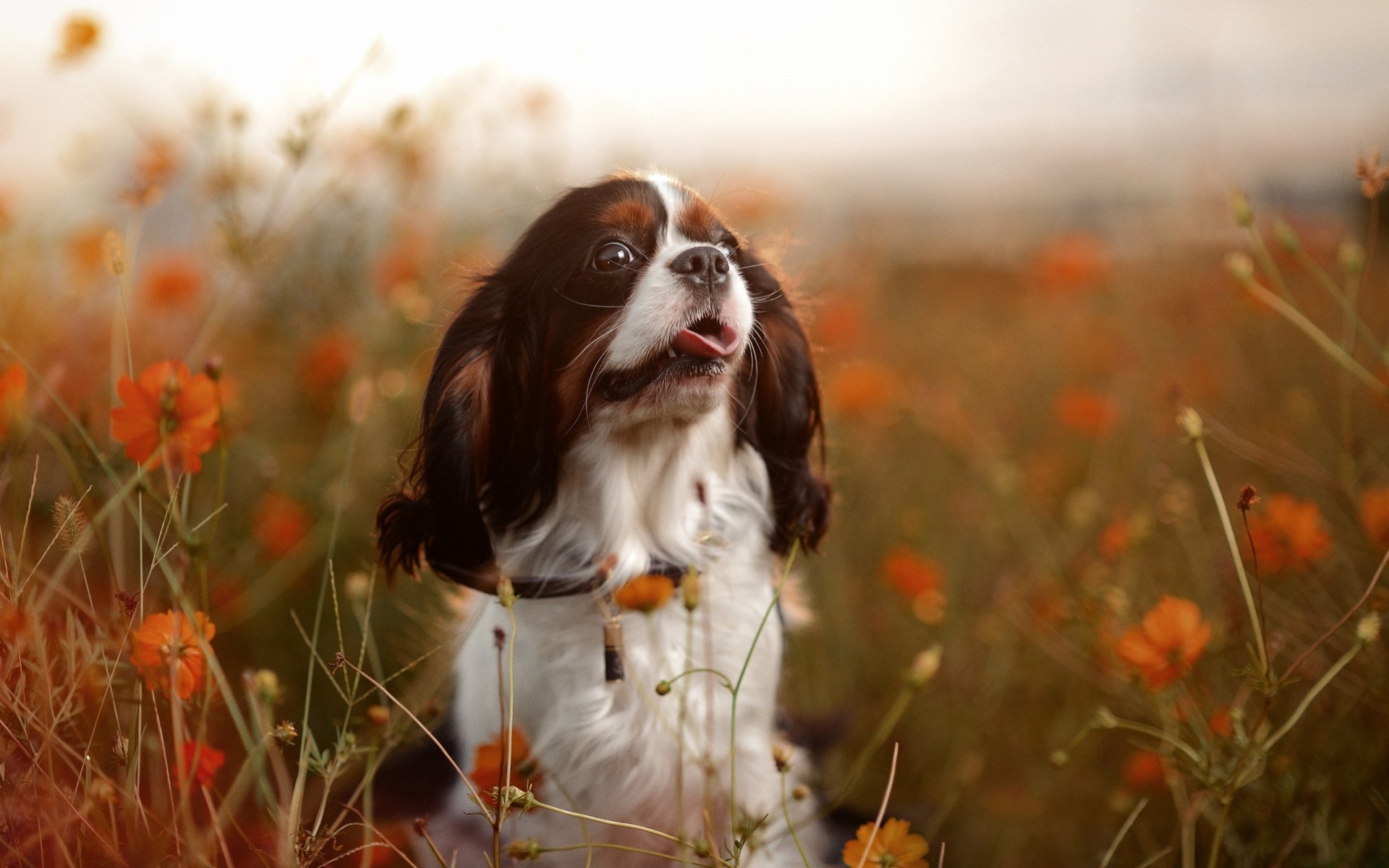 chien humeur nature