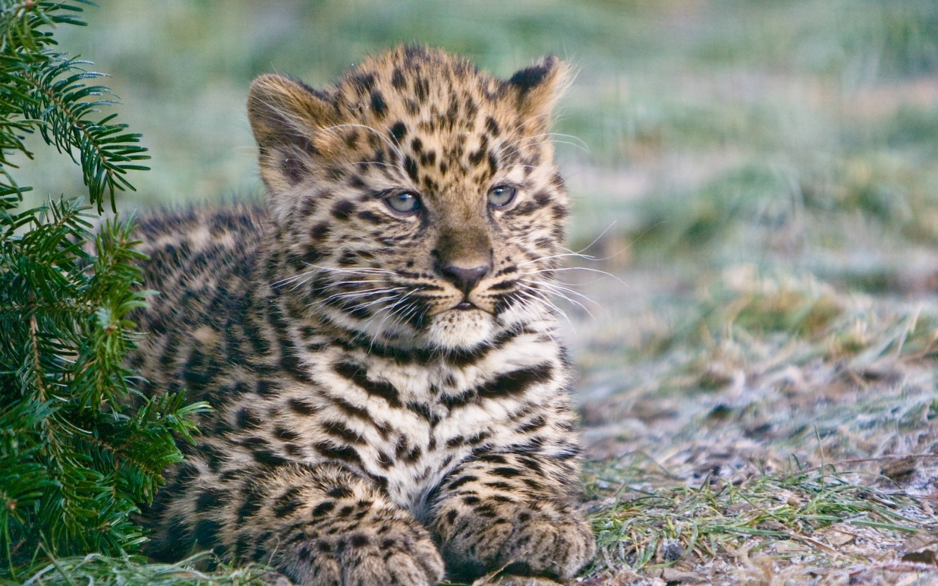 cachorro leopardo