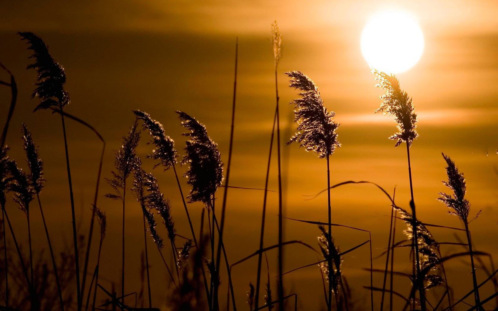 sonnenuntergang sonne schilf gras