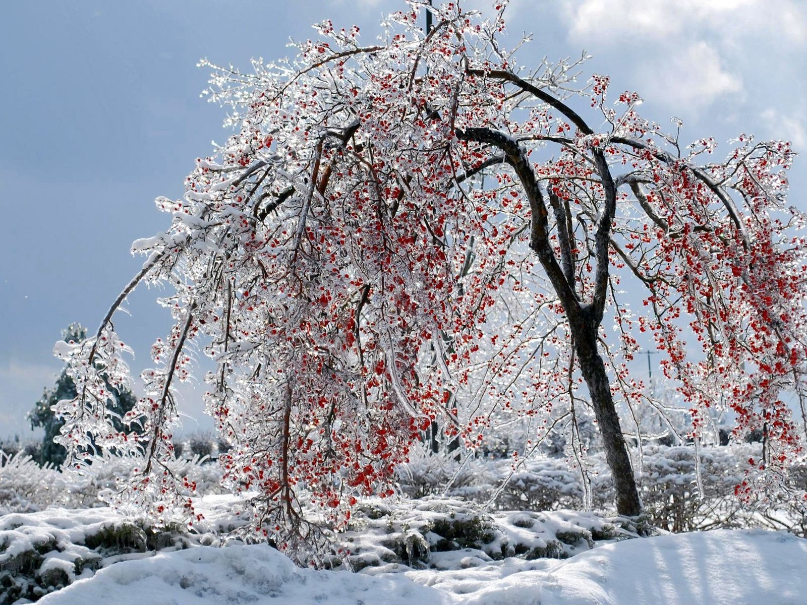 tree berries next winter