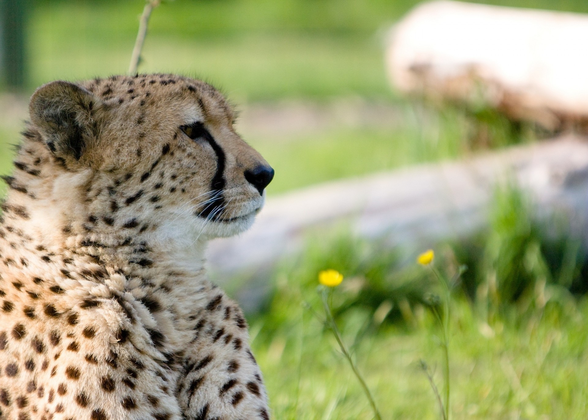 profil żbik gepard zęby