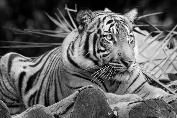 Un tigre adulte majestueux regarde au loin