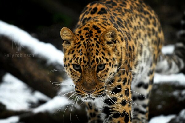 Leopardo de Amur hermoso gato salvaje