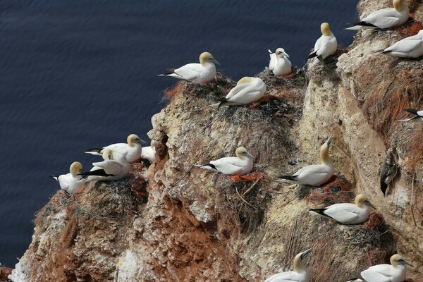Seagulls in nests on rocks