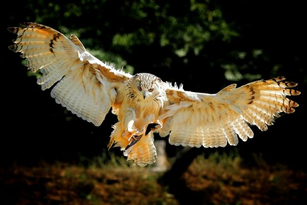 A flying owl with outstretched wings