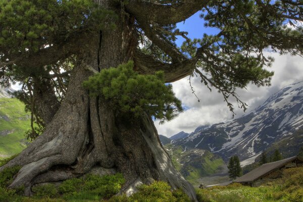 Un árbol antiguo en medio de montañas y nubes