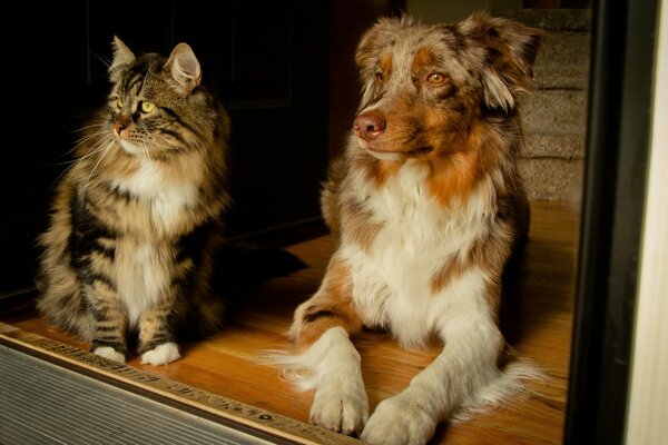 Un chien peut être un ami d un chat