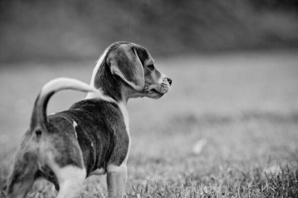 A puppy on a walk. Black and white background