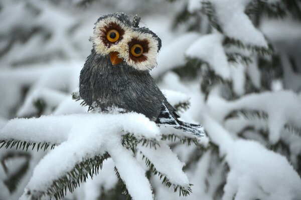 Hibou avec de grands yeux sur une branche d épinette