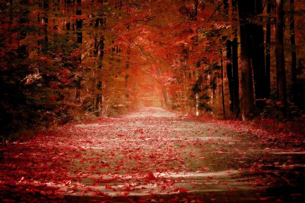 Vicolo con caduta di foglie d autunno