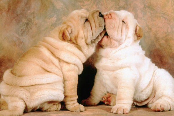 Die brüderliche Idylle der Sharpei-Welpen