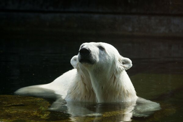 Polar Bear introductory procedures