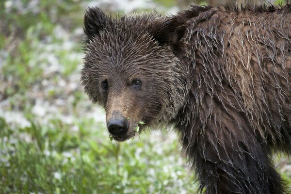 Brauner nasser erwachsener Bär in der Natur