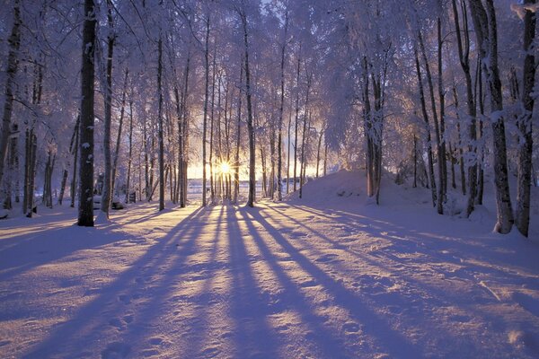 Im Winterwald sind die Bäume mit Frost bedeckt