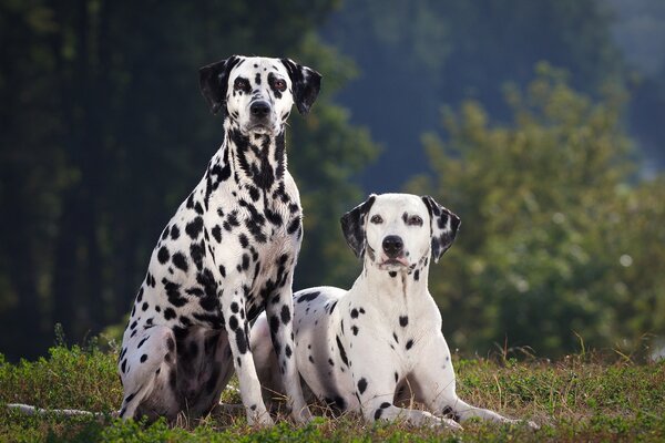 Cani dalmati caccia natura