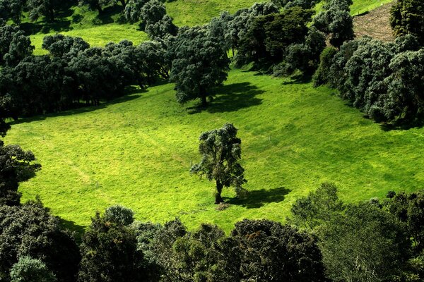 Campo verde con árboles vista superior