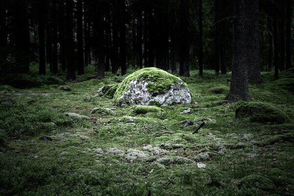 Pietra nella foresta. Muschio. Natura