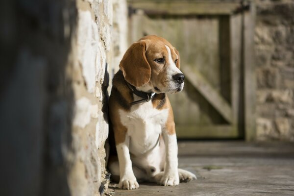 Beagle solitario-perro amigo del hombre
