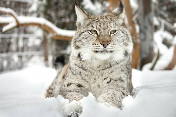 Lynx in the winter forest