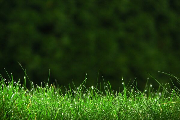 Herbe juteuse avec des gouttes de pluie